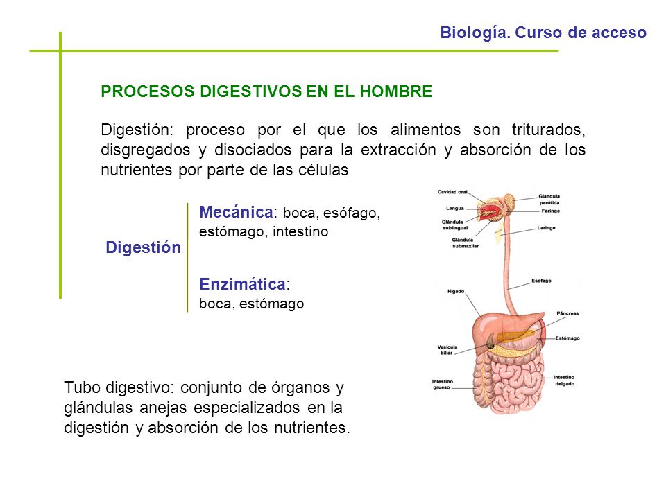 Dieta disociada intestino permeable membrane